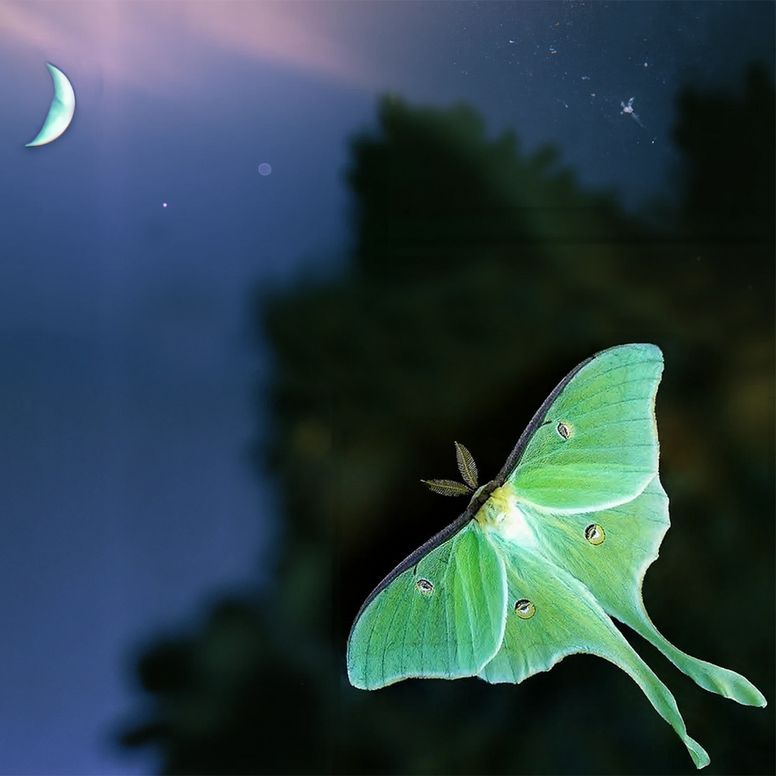 What is metamorphosis?