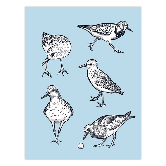 Shore Birds Folded Cards - 5 Pack