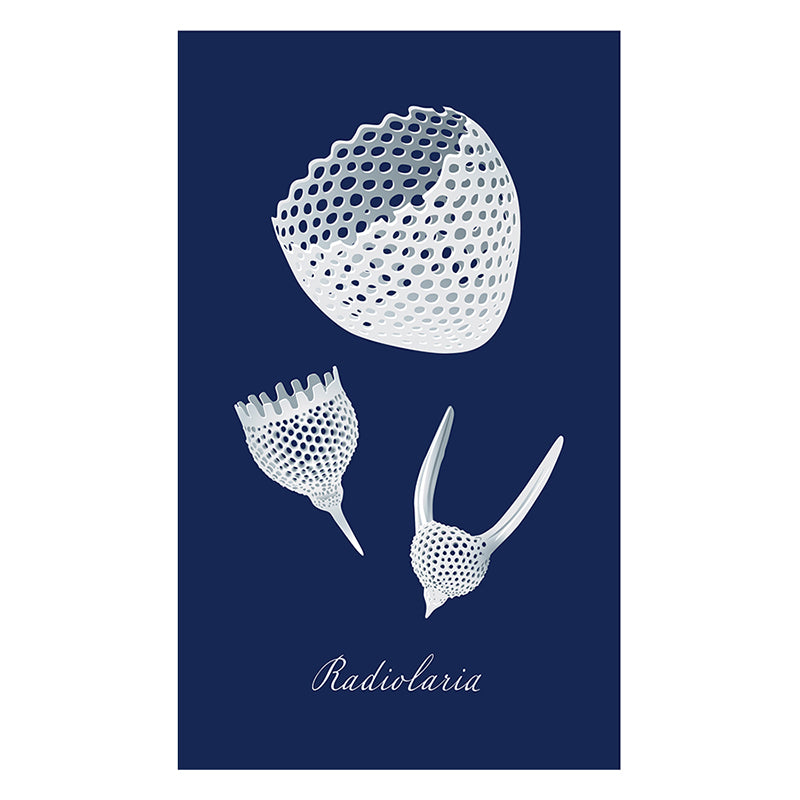 Radiolaria Matte Framed Poster with Mat