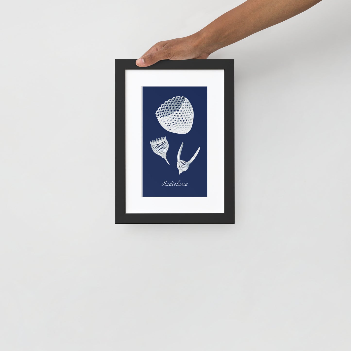 Radiolaria Matte Framed Poster with Mat