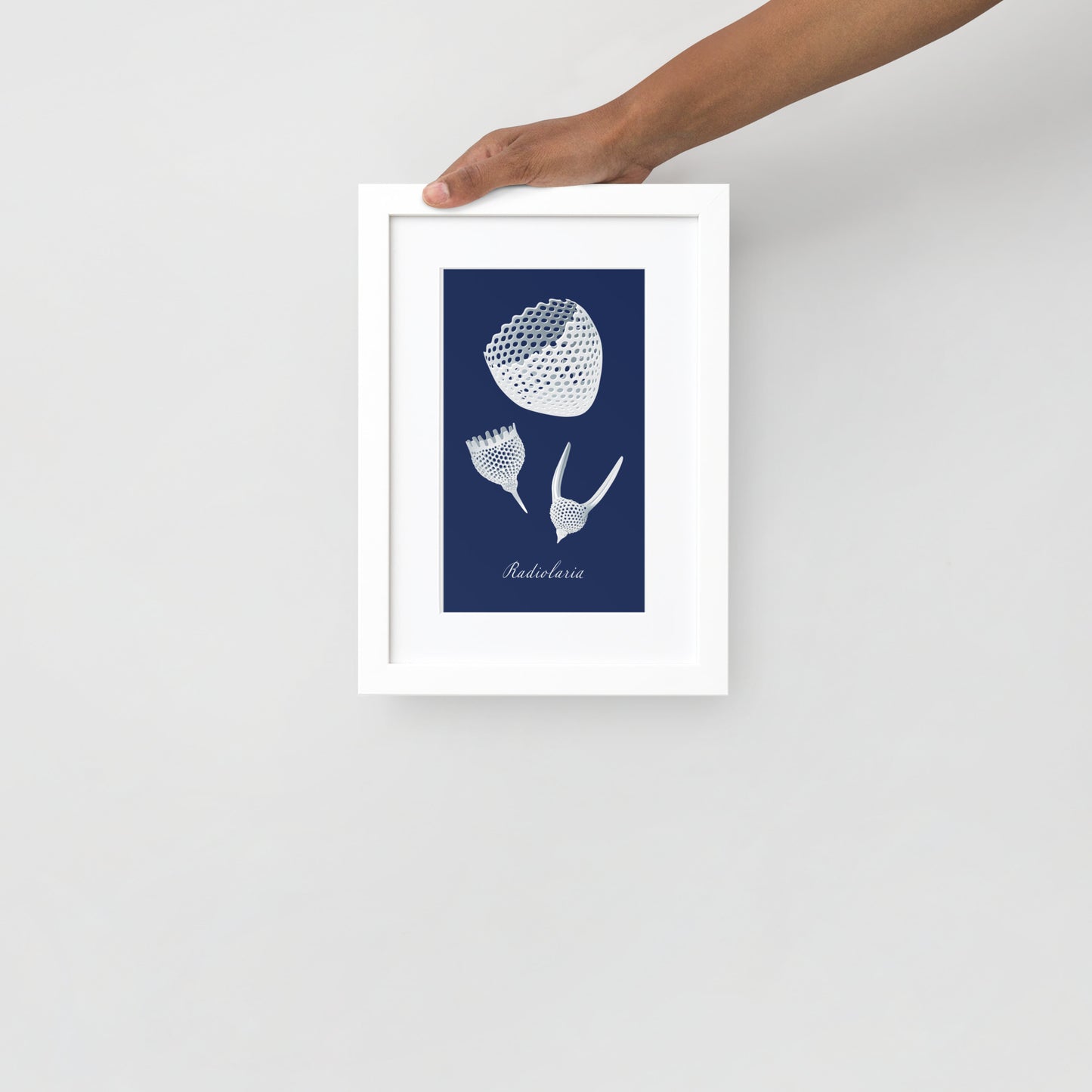 Radiolaria Matte Framed Poster with Mat