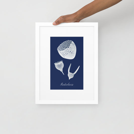 Radiolaria Matte Framed Poster with Mat