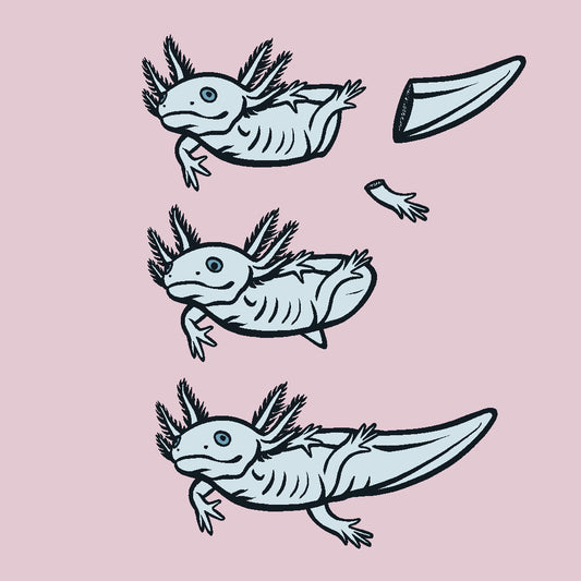 The Axolotl: Nature's Master of Regeneration