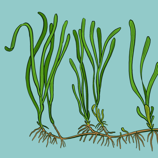 Eelgrass scientifically known as Zostera marina illustration.