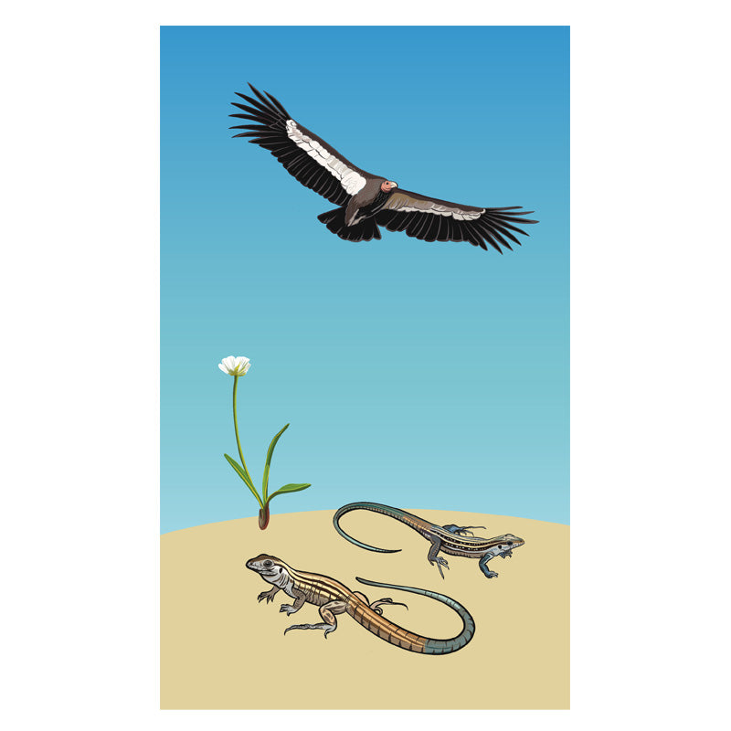 Parthenogenesis Condor & Whiptail Lizard Matte Paper Framed Poster With Mat