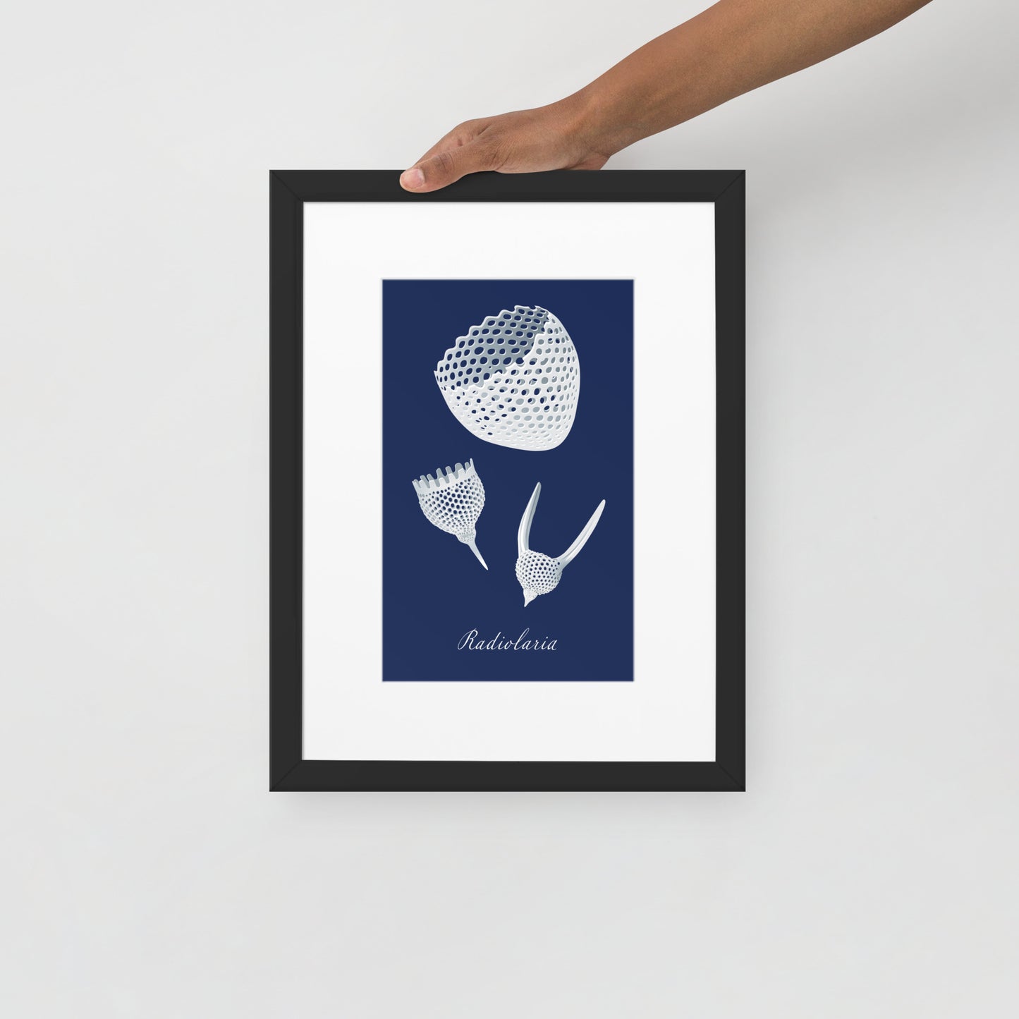 Radiolaria Matte Framed Poster with Mat